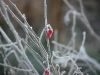 Frosted berry Christmas 2007